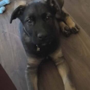 Loki -  Belgian Shepherd Malinois and German Shepherd Dog Dog for Adoption in Hinesville, Georgia - Loki | PetCurious
