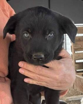 Topaz -  Shepherd Dog for Adoption in Vancouver, Washington - Topaz | PetCurious