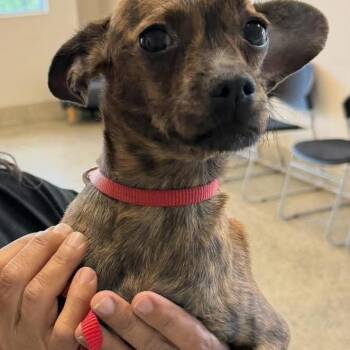 Rescue Chihuahua and Terrier Dogs for Adoption in Fresno, California - Coco | PetCurious