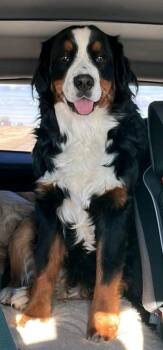Bernese Mountain Dog Dogs Available for Adoption - Lucy Berner | PetCurious