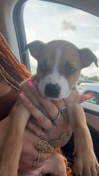 Rescue American Staffordshire Terrier Dogs for Adoption in San Antonio, Texas - KARMA | PetCurious