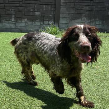 Rouge 9226 -  English Cocker Spaniel Dog for Adoption in Loxahatchee Groves, Florida - Rouge 9226 | PetCurious
