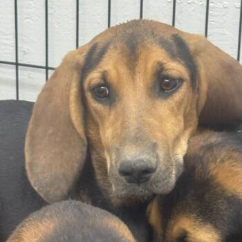 Skully -  Bloodhound Dog for Adoption in Sonora, California - Skully | PetCurious