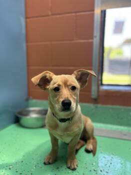 Terrier Dogs Available for Adoption in Peconic, New York - Bonnie | PetCurious