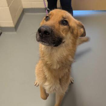 Surfer -  Mixed Breed Dog for Adoption in Asheville, North Carolina - Surfer | PetCurious