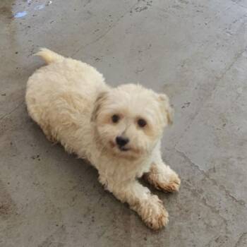 SANDERS -  Miniature Poodle Dog for Adoption in St. Augustine, Florida - SANDERS | PetCurious