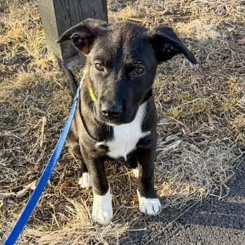 Terrier Dogs Available for Adoption - Ellie | PetCurious