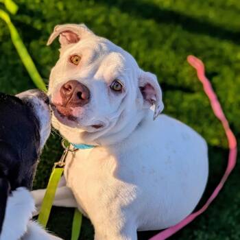 Mixed Breed Dogs Available for Adoption in Savannah, Georgia - Niblet | PetCurious