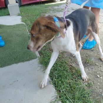 Copper 4089 -  Coonhound Dog for Adoption in Loxahatchee Groves, Florida - Copper 4089 | PetCurious