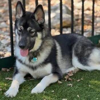 Mixed Breed Dogs Available for Adoption in Austin, Texas - Honey Cub | PetCurious