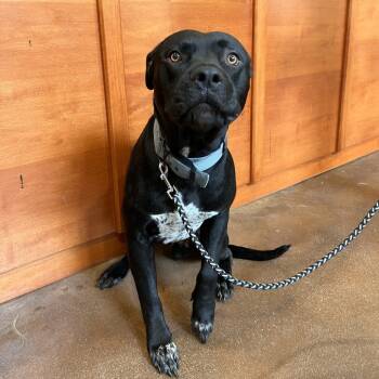 Rescue Black Labrador Retriever and American Staffordshire Terrier Dogs for Adoption in Lynchburg, Virginia - Oogie Boogie | PetCurious