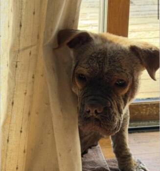 Brownie -  English Bulldog Dog for Adoption in Elizabeth, Colorado - Brownie | PetCurious