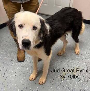 Judd - foster needed -  Great Pyrenees and Border Collie Dog for Adoption in New York, New York - Judd - Foster Needed | PetCurious