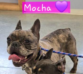 Mocha -  French Bulldog Dog for Adoption in North Olmsted, Ohio - Mocha | PetCurious