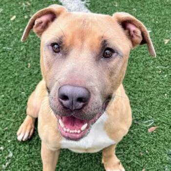 Clay -  American Bulldog and Labrador Retriever Dog for Adoption in Gainesville, Georgia - Clay | PetCurious