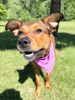 Toasty -  Mixed Breed Dog for Adoption in Menomonie, Wisconsin - Toasty | PetCurious