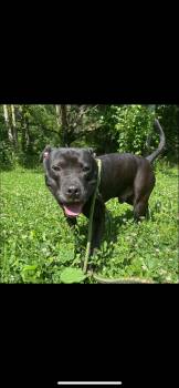 Rescue Pit Bull Terrier Dogs for Adoption in Warren, Ohio - Enzo | PetCurious