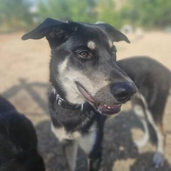 Willow -  Black Labrador Retriever and Great Pyrenees Dog for Adoption in Monticello, Iowa - Willow | PetCurious