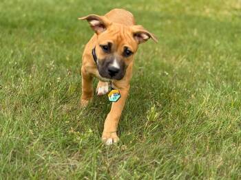Rhodesian Ridgeback and Pit Bull Terrier Dogs Available for Adoption in Holly Springs, North Carolina - Ty | PetCurious