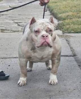 Rescue American Staffordshire Terrier and Pit Bull Terrier Dogs for Adoption in Belleville, Michigan - Luna | PetCurious