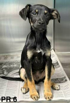 Terrier Dogs Available for Adoption in Newport, Tennessee - Ace | PetCurious