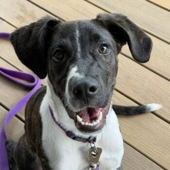 W.C. McWorthy -  Hound Dog Available for Adoption in Springfield, Missouri - W.C. McWorthy | PetCurious