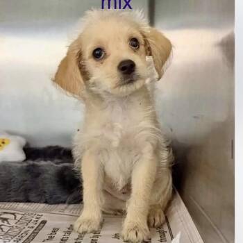 Jack -  Mixed Breed Dog for Adoption in Baton Rouge, Louisiana - Jack | PetCurious