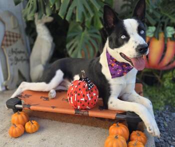 Sterling -  Australian Cattle Dog Blue Heeler and Husky Dog for Adoption in Decatur, Georgia - Sterling | PetCurious