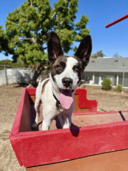 Rescue Mixed Breed Dogs for Adoption in Seal Beach, California - Magnolia | PetCurious