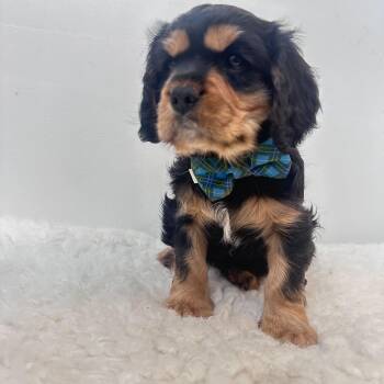 Cavalier King Charles Spaniel Dogs Available for Adoption in Wrightstown, New Jersey - Buster  | PetCurious
