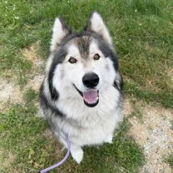 Rhysand -  Alaskan Malamute Dog for Adoption in Worcester, Massachusetts - Rhysand | PetCurious