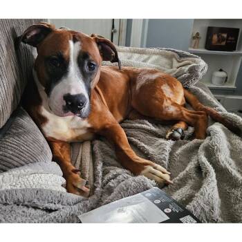 Hope Rose -  Pit Bull Terrier Dog for Adoption in Rochester, New York - Hope Rose | PetCurious