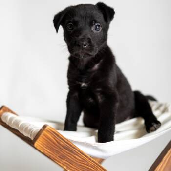 Rescue Mixed Breed and Black Labrador Retriever Dogs for Adoption in Smithfield, North Carolina - Pear | PetCurious