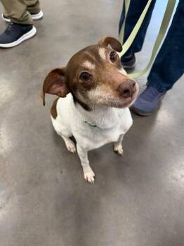 Terrier Dogs Available for Adoption in Cloquet, Minnesota - Frank | PetCurious
