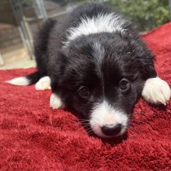 ZIGGY STARDUST (4)* -  Border Collie Dog for Adoption in Richmond, California - ZIGGY STARDUST (4)* | PetCurious