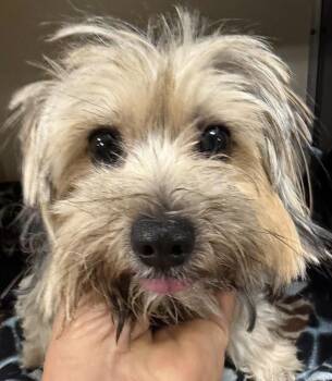 Mickey -  Yorkshire Terrier Dog for Adoption in Larkfield-wikiup, California - Mickey | PetCurious
