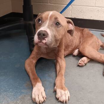 Rescue Mixed Breed Dogs for Adoption in Memphis, Tennessee - Hickory | PetCurious