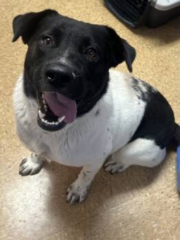 Rescue Border Collie and Shepherd Dogs for Adoption in San Antonio, Texas - Koda | PetCurious