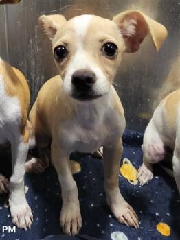 RAINN -  Chihuahua Dog for Adoption in San Antonio, Texas - RAINN | PetCurious