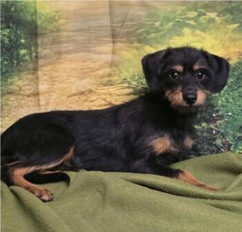 Bear fka Lakme -  Miniature Pinscher and Cairn Terrier Dog for Adoption in Sedalia, Colorado - Bear Fka Lakme | PetCurious