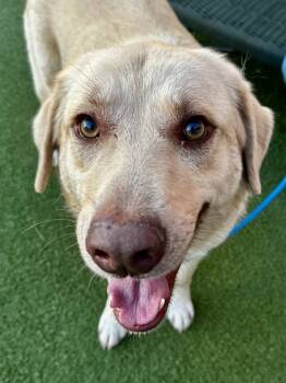 Rescue Mixed Breed Dogs for Adoption in Wichita, Kansas - The Babe | PetCurious