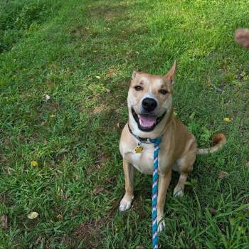Rescue Pit Bull Terrier and German Shepherd Dog Dogs for Adoption in Philadelphia, Pennsylvania - CHOP | PetCurious