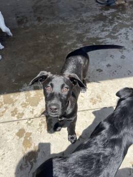 Moises -  Mixed Breed Dog for Adoption in Hamden, Connecticut - Moises | PetCurious
