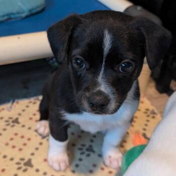 Roxbury -  Boston Terrier and Terrier Dog for Adoption in San Antonio, Texas - Roxbury | PetCurious
