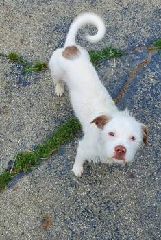 China -  Wirehaired Terrier Dog for Adoption in Huber Heights, Ohio - China | PetCurious