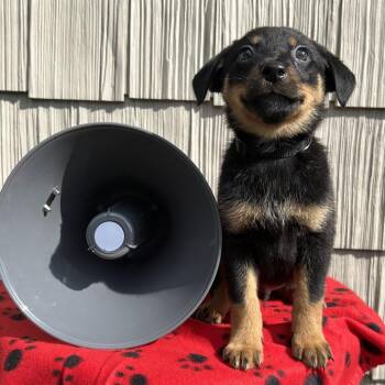 Jackhammer -  Australian Shepherd and Mixed Breed Dog for Adoption in Cincinnati, Ohio - Jackhammer | PetCurious