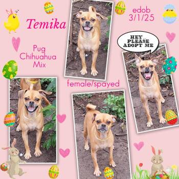 Temika BR14283-T -  Pug and Chihuahua Dog for Adoption in Missouri City, Texas - Temika BR14283-T | PetCurious