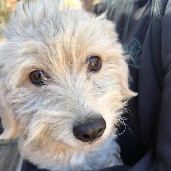 Poppy -  Terrier and Poodle Dog for Adoption in Sonoma, California - Poppy | PetCurious