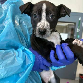 Mixed Breed Dogs Available for Adoption - Kayslee | PetCurious