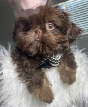 Lady Godiva -  Shih Tzu Dog for Sale in Coolidge, Arizona - Lady Godiva | PetCurious